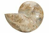 Choffaticeras (Daisy Flower) Ammonite Half - Madagascar #216930-1